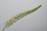 Eremurus 123cm wit